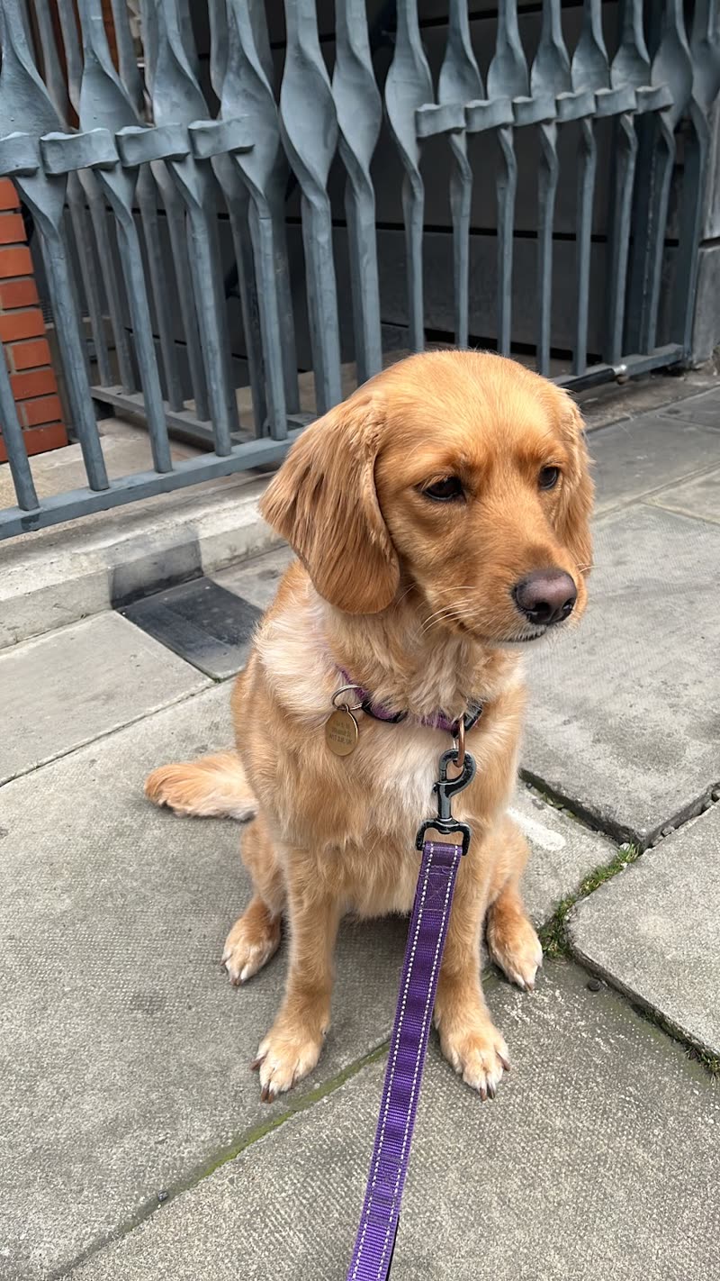 A golden cocker spaniel sitting on the pavement outside the building on a purple lead