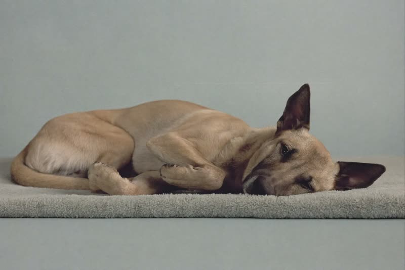 A dog napping on a soft blanket