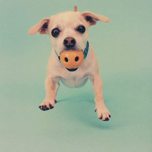 A dog holding a play ball