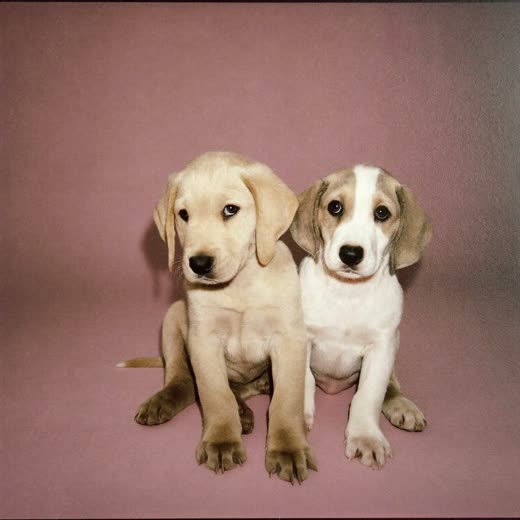 Two puppies sitting together